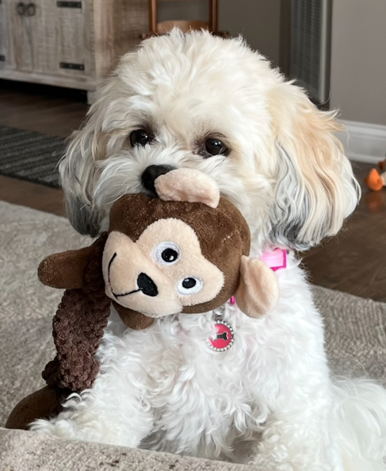 Teddy Bear