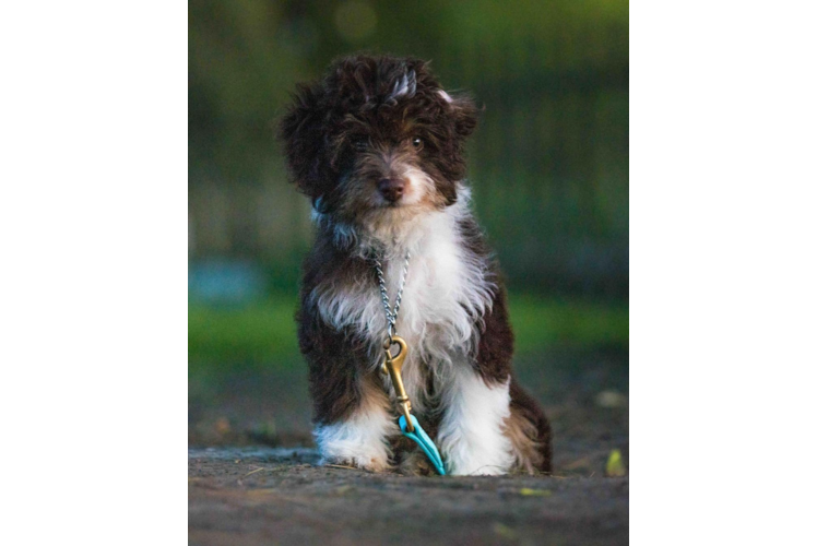 Mini Aussiedoodle Puppy for Adoption