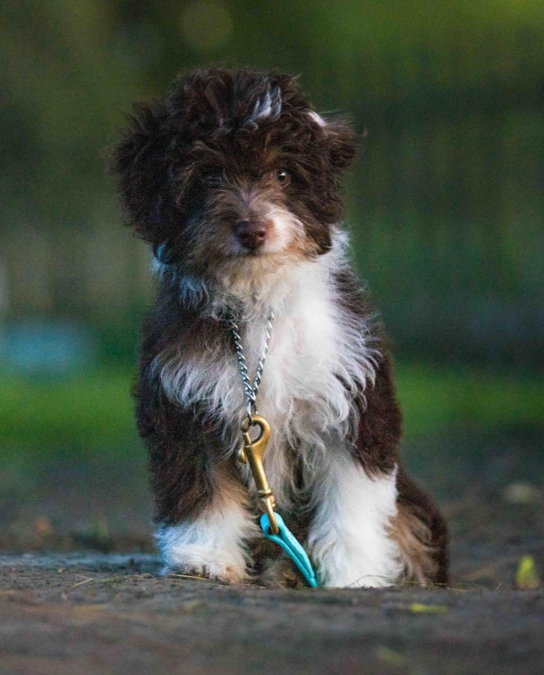 Little Aussiepoo Poodle Mix Pup