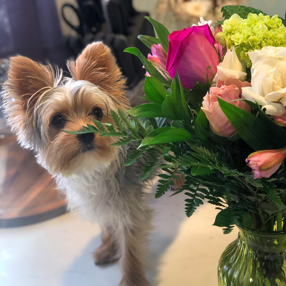 Funny Yorkshire Terrier Pup