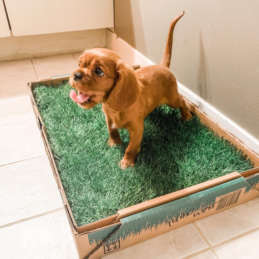 Small Cavalier King Charles Spaniel Purebred Pup