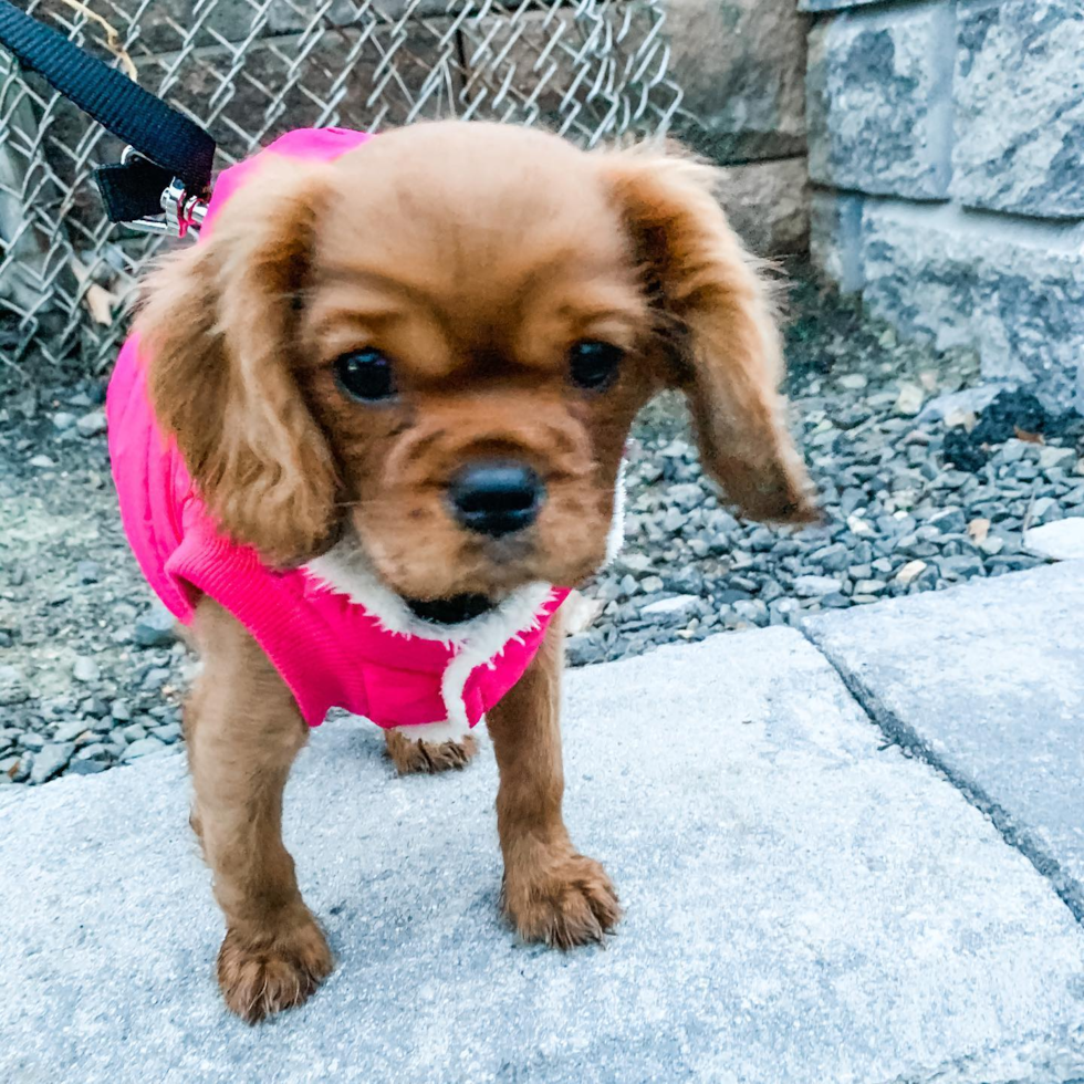 Playful Cavalier King Charles Spaniel Pup