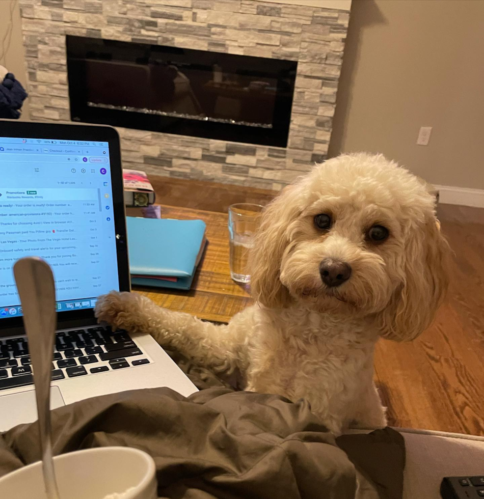 Wilmington Cavapoo Pup