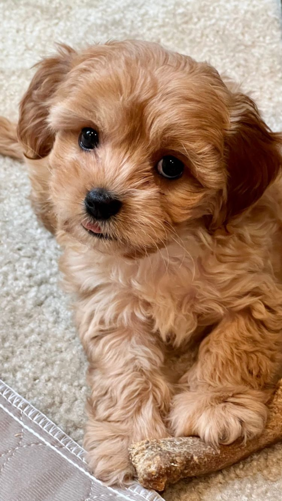 Playful Maltepoo Poodle Mix Pup