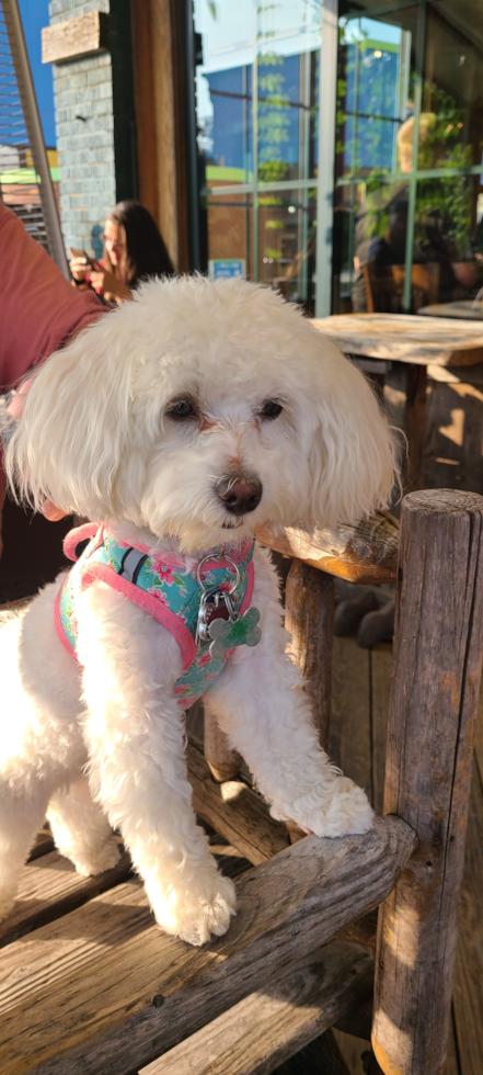 Smart Havapoo Poodle Mix Pup