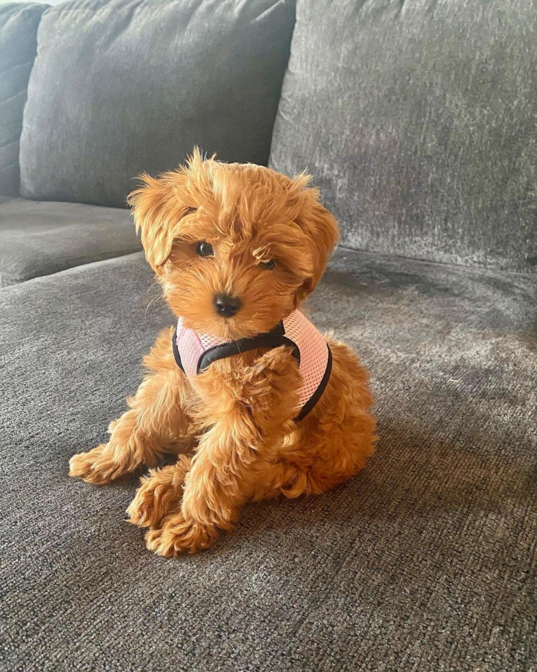 Johnstown Cavapoo Pup