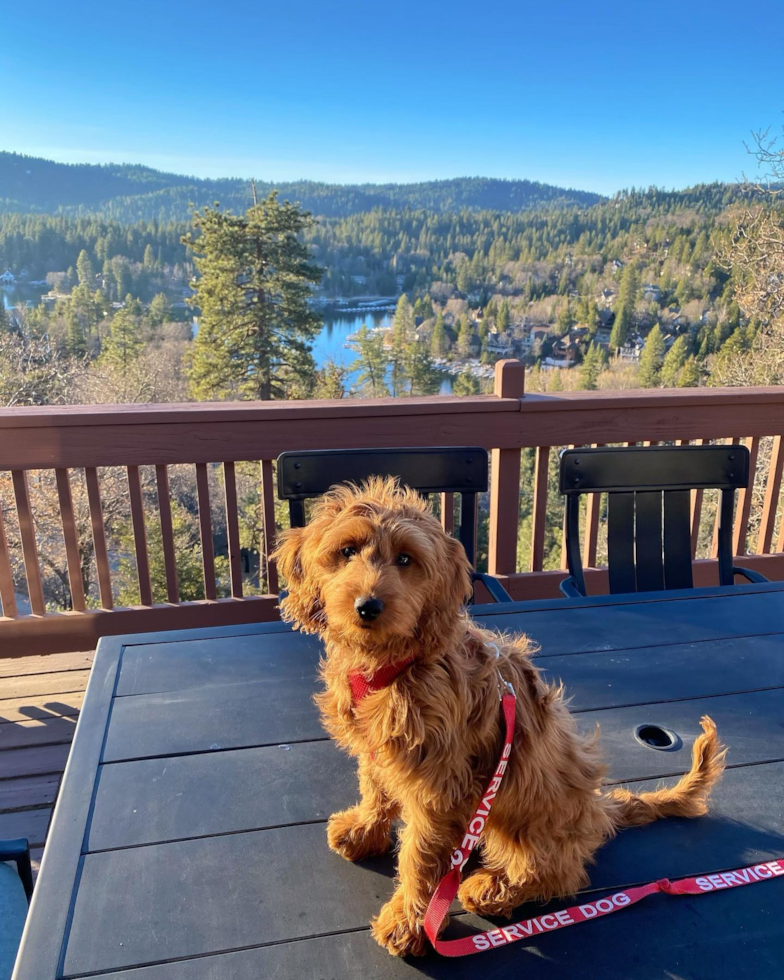 Playful Golden Retriever Poodle Mix Pup