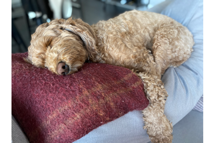 Smart Mini Goldendoodle Poodle Mix Pup