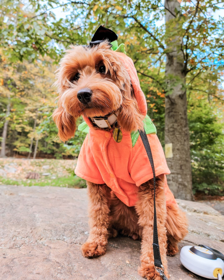 Happy Mini Goldendoodle Pup