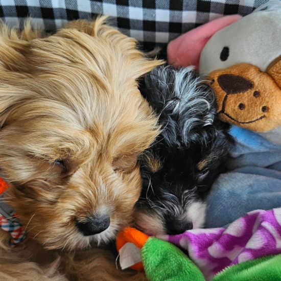 Cavapoo Being Cute