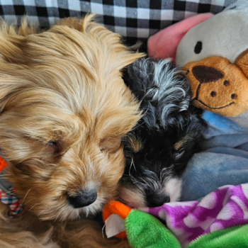 Cavapoo Being Cute