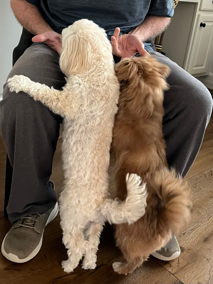 Small Shih Pom Pup in