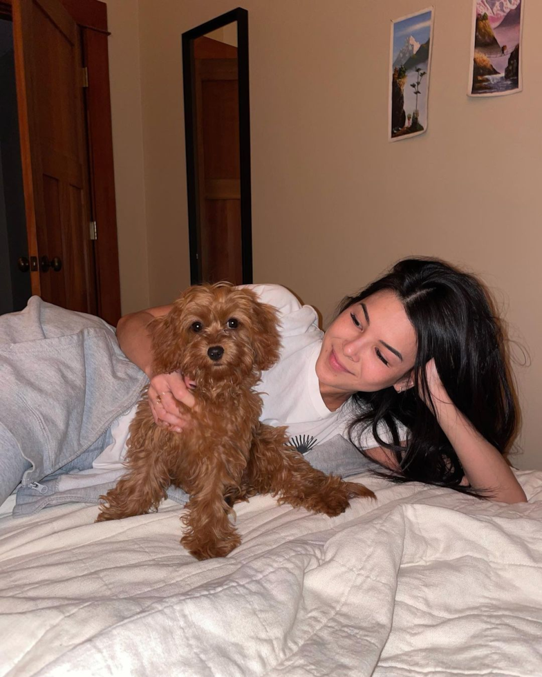 Happy Cavapoo Pup in Pleasant Ridge MI