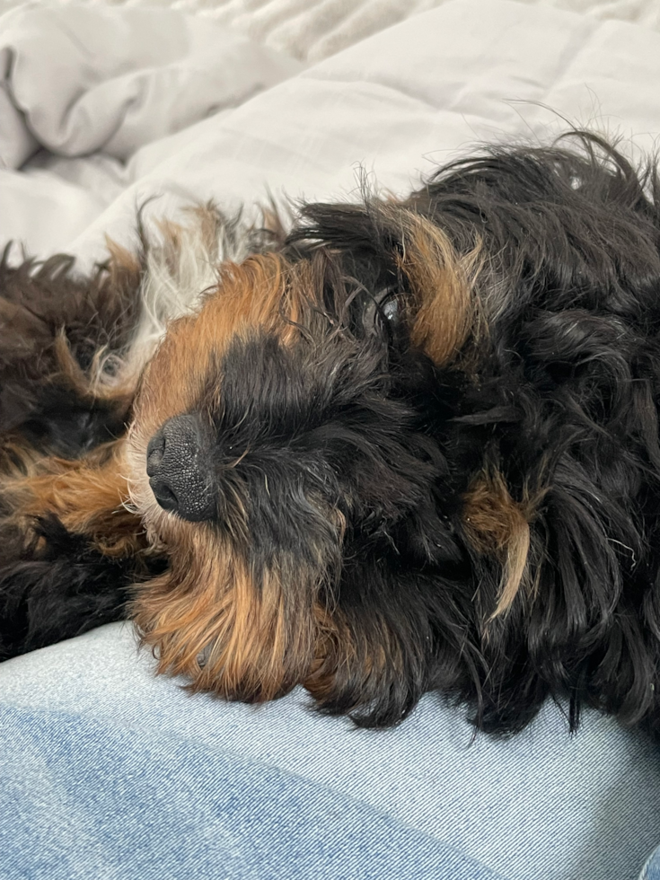 Small Cavapoo Pup in