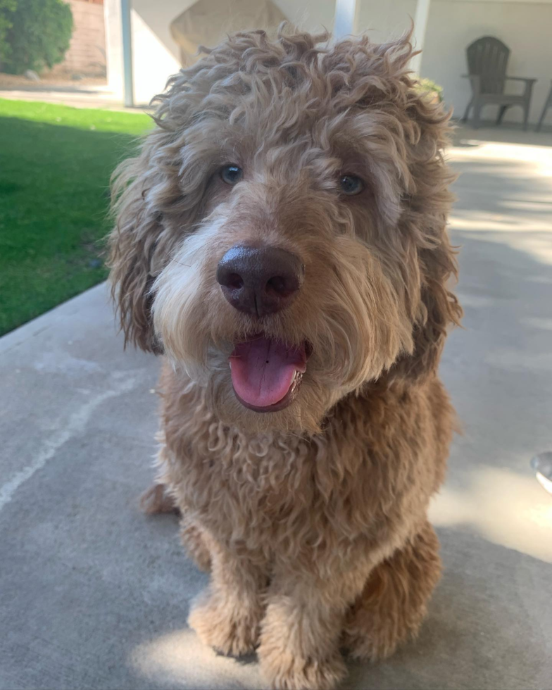 Happy Mini Labradoodle Pup