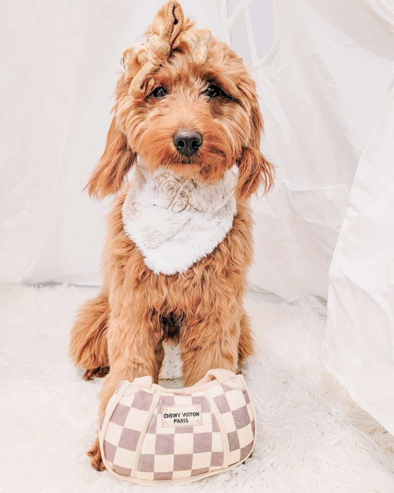 Sweet Mini Goldendoodle Pup