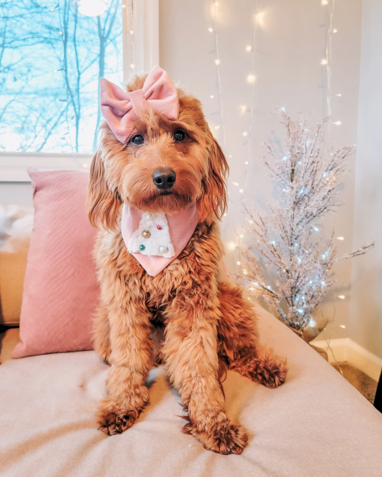 Playful Golden Retriever Poodle Mix Pup