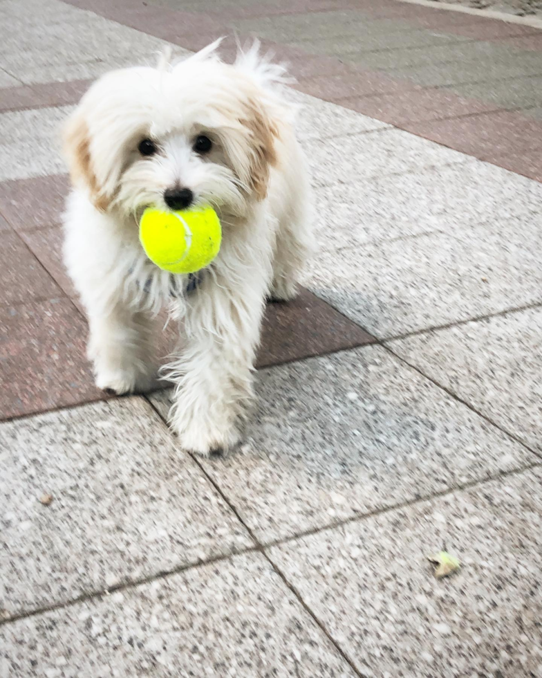 Friendly Maltipoo Pup in New York NY