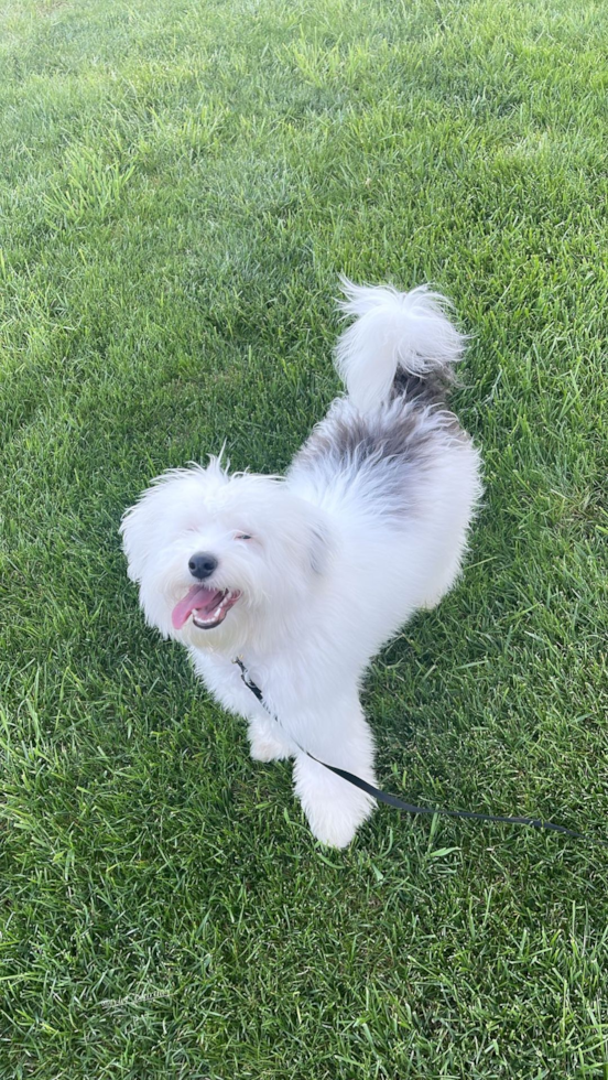 Starlight Mini Sheepadoodle Pup