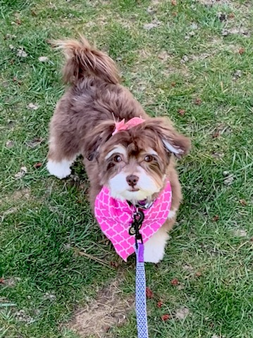 Hypoallergenic Havanese Designer Puppy