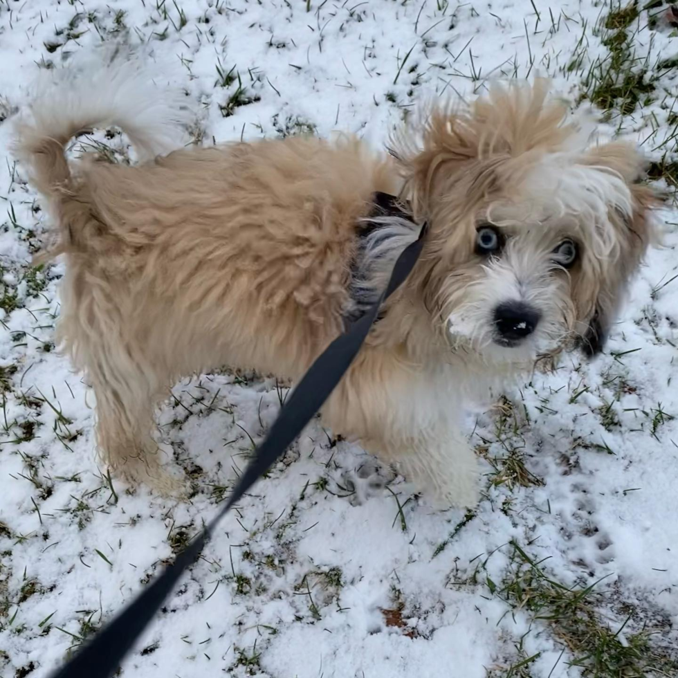 Cute Aussiechon Pup in FLORHAM PARK NJ