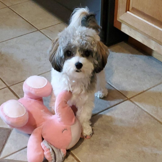 Havanese Being Cute