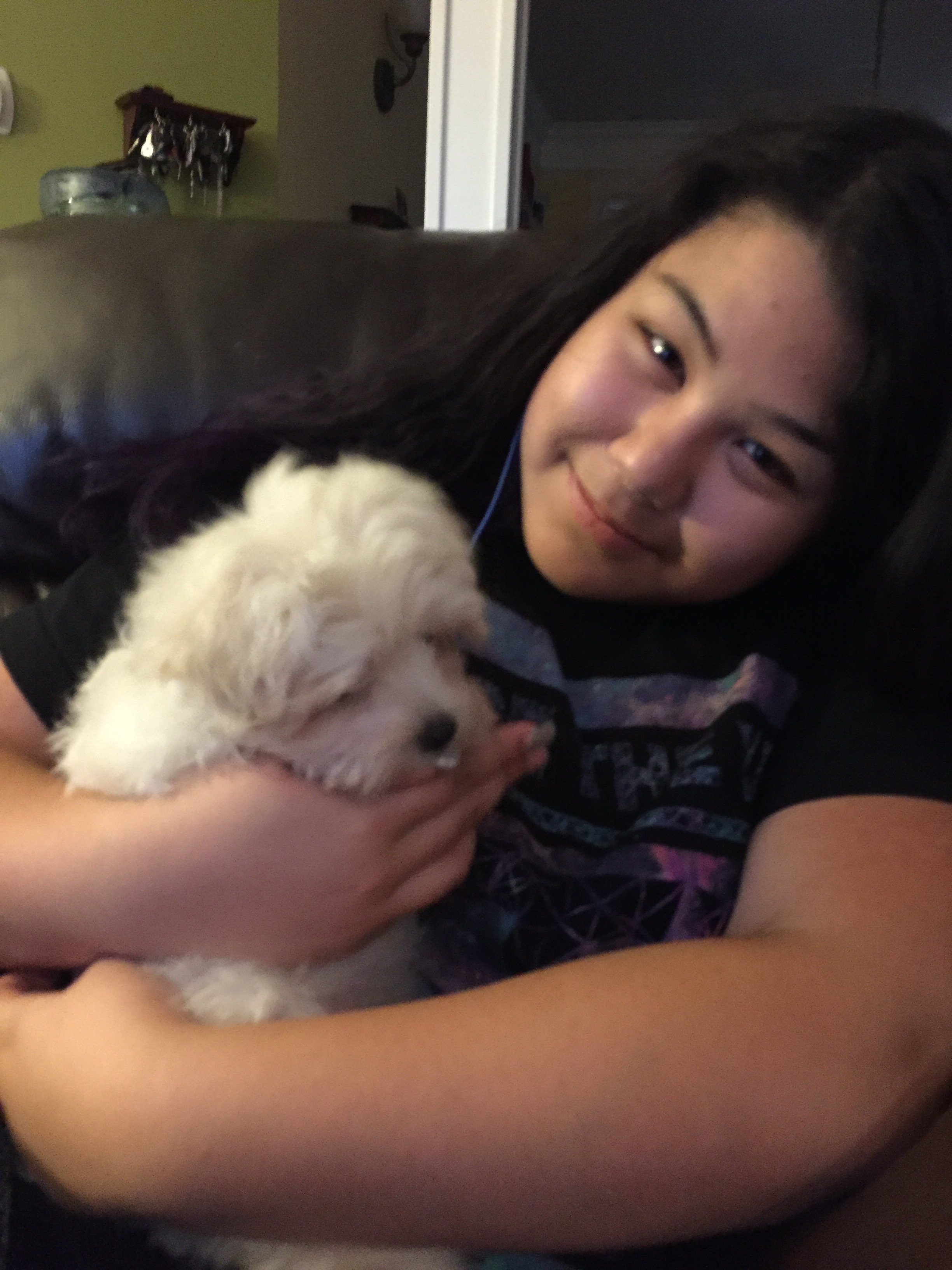 Funny Maltese Purebred Pup