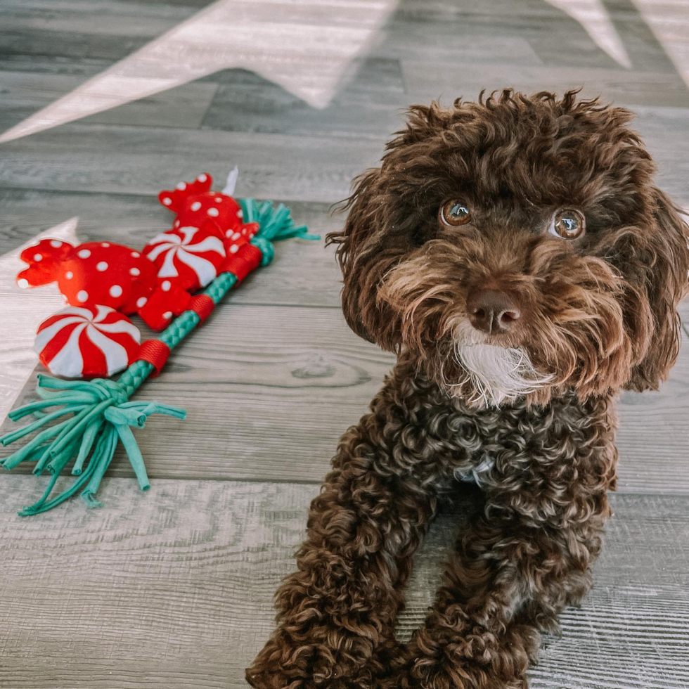 Hypoallergenic Poodle Pup