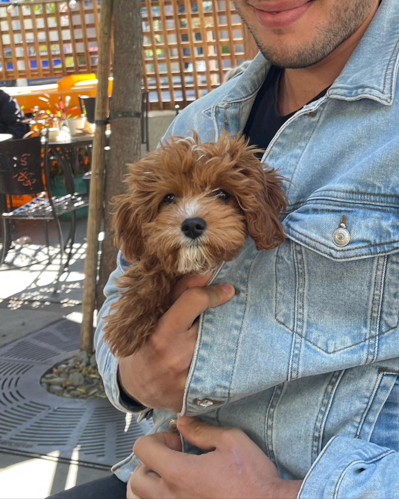 Cute Cavapoo Pup in Los Angeles CA