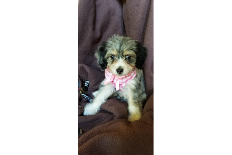 Best Mini Aussiedoodle Baby