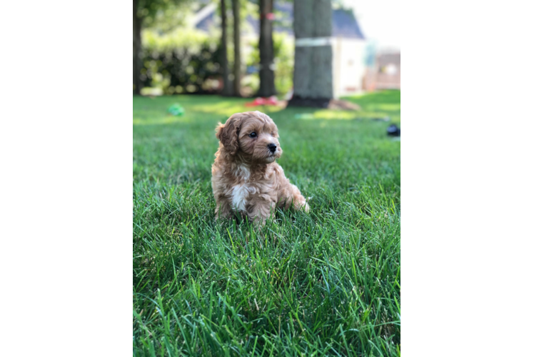 Cavapoo Puppy for Adoption