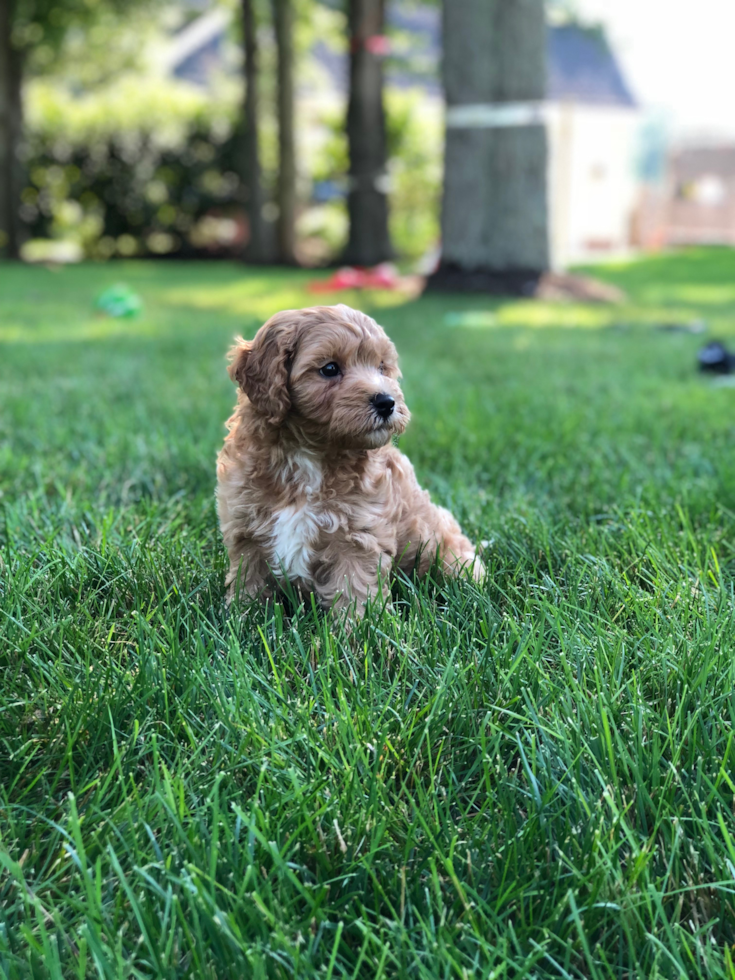 Funny Cavapoo Poodle Mix Pup