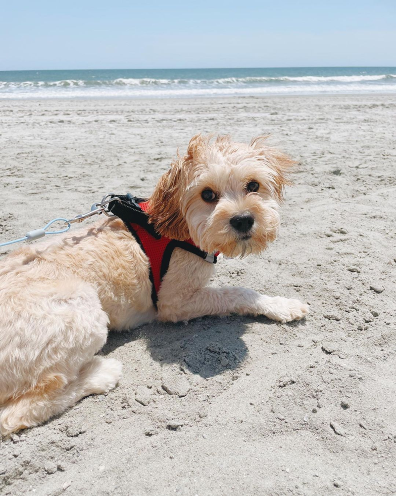 Funny Cavachon Designer Pup