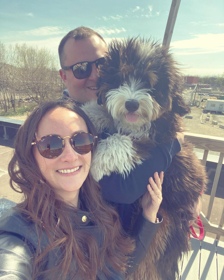 Smart Mini Bernedoodle Poodle Mix Pup