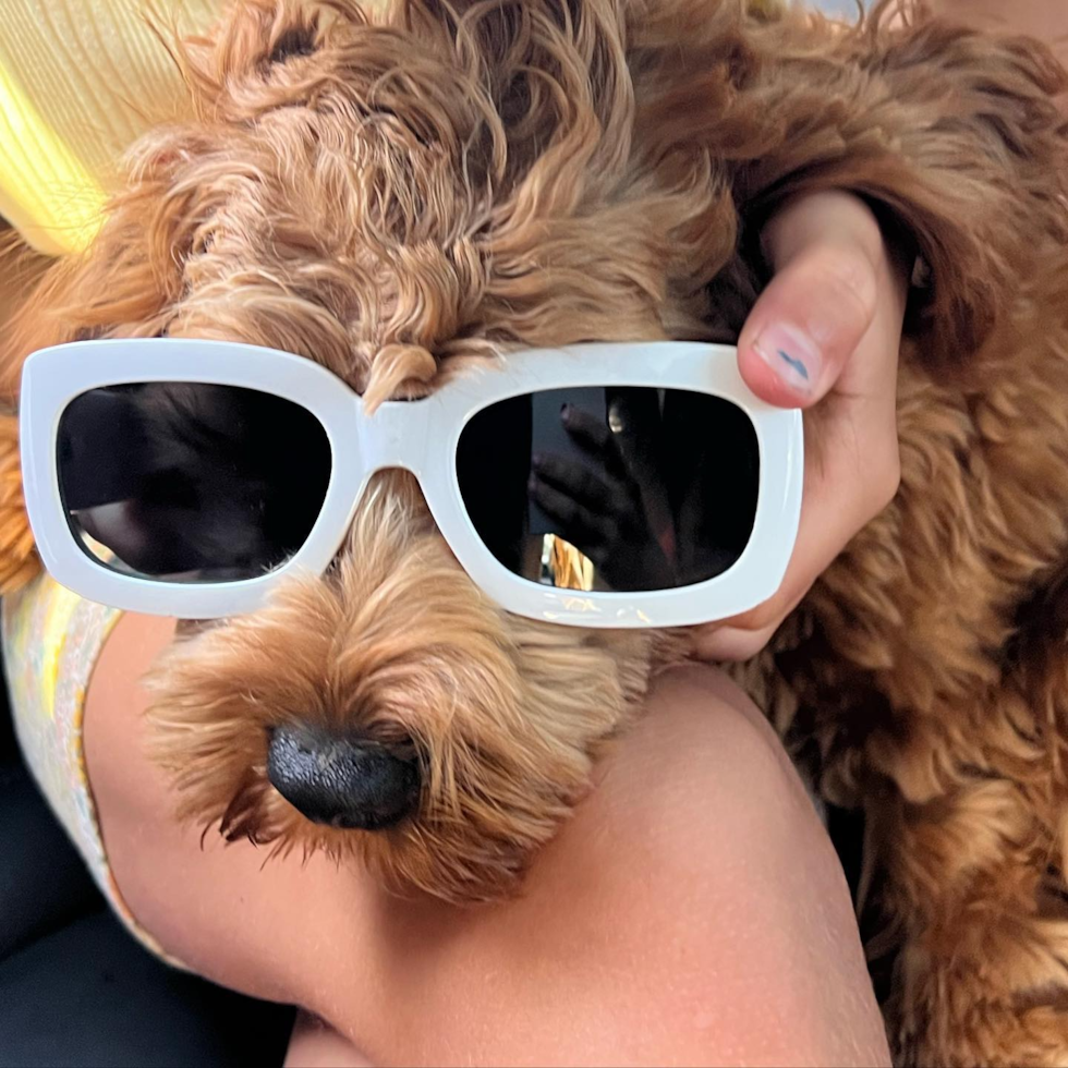 San Clemente Cavapoo Pup