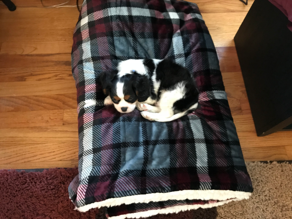 Fluffy Cavalier King Charles Spaniel Purebred Pup