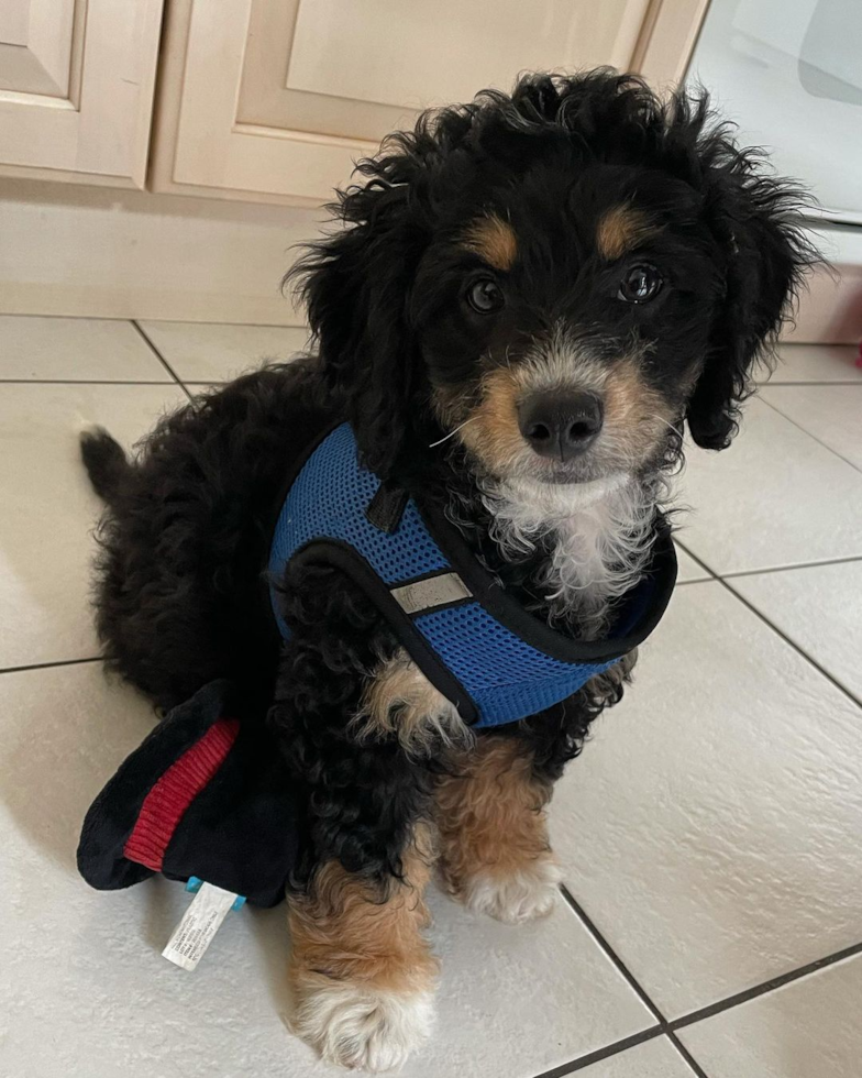 Playful Bernadoodle Poodle Mix Pup