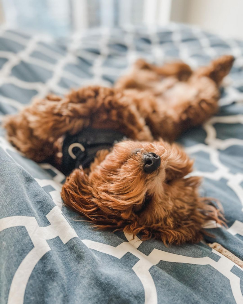 Cavapoo Being Cute