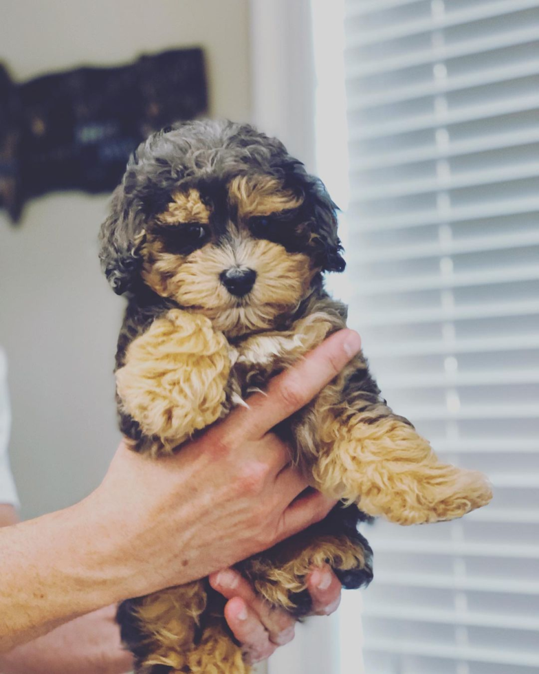 Cute Maltipoo Pup in Luling LA