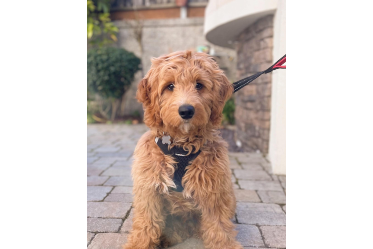 Hypoallergenic Golden Retriever Poodle Mix Puppy