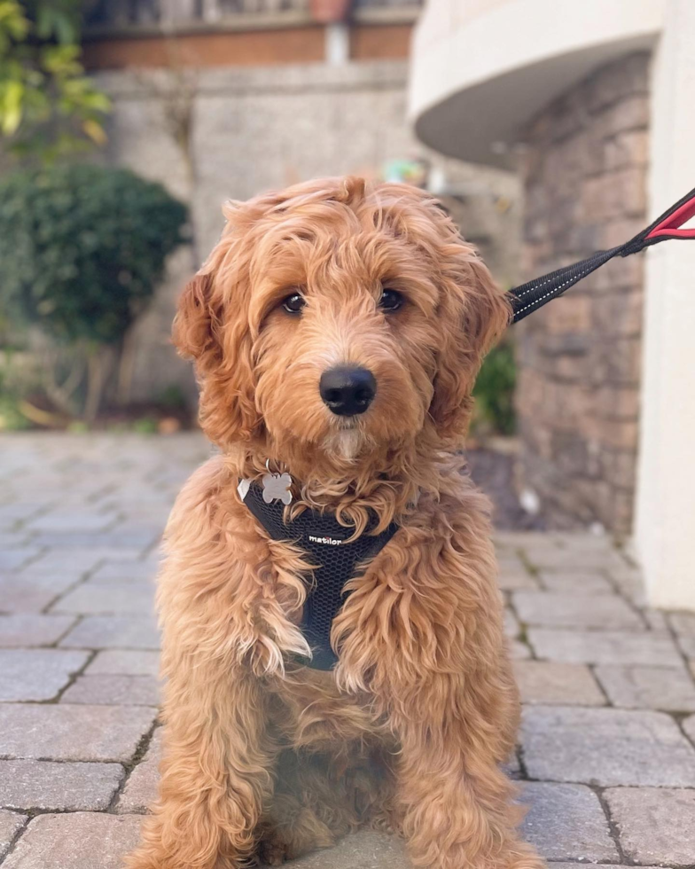 Sweet Mini Goldendoodle Pup