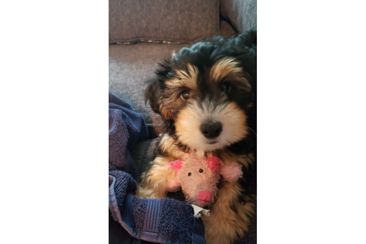 Energetic Bernadoodle Poodle Mix Puppy