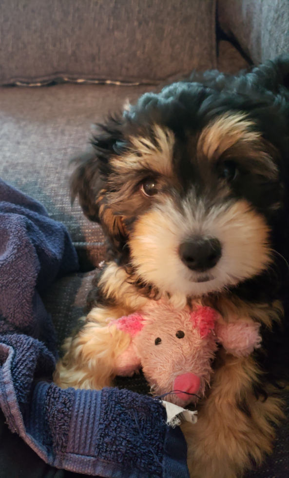 Energetic Bernadoodle Poodle Mix Pup