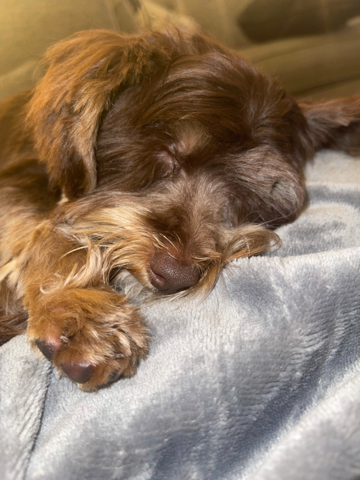 Philadelphia Yorkie Poo Pup