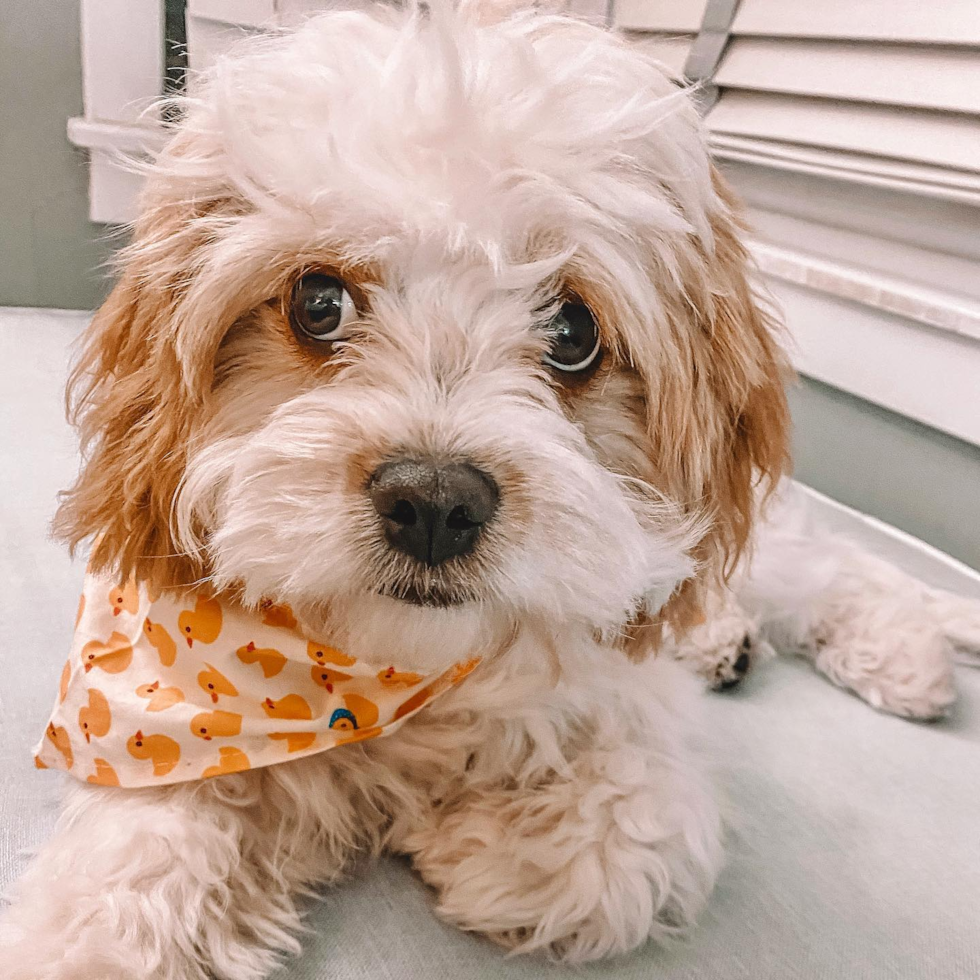 Cavachon Being Cute