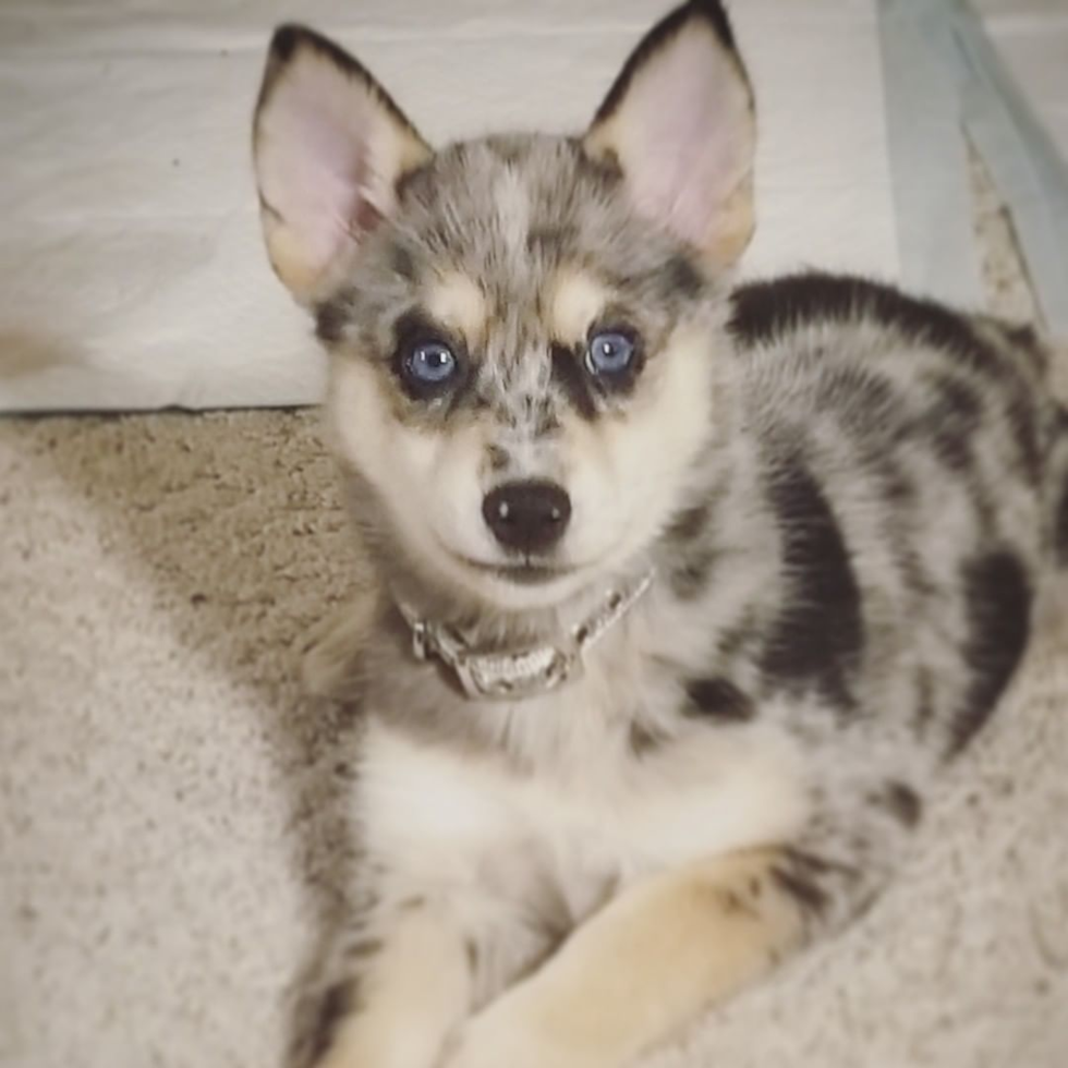 Aliquippa Pomsky Pup