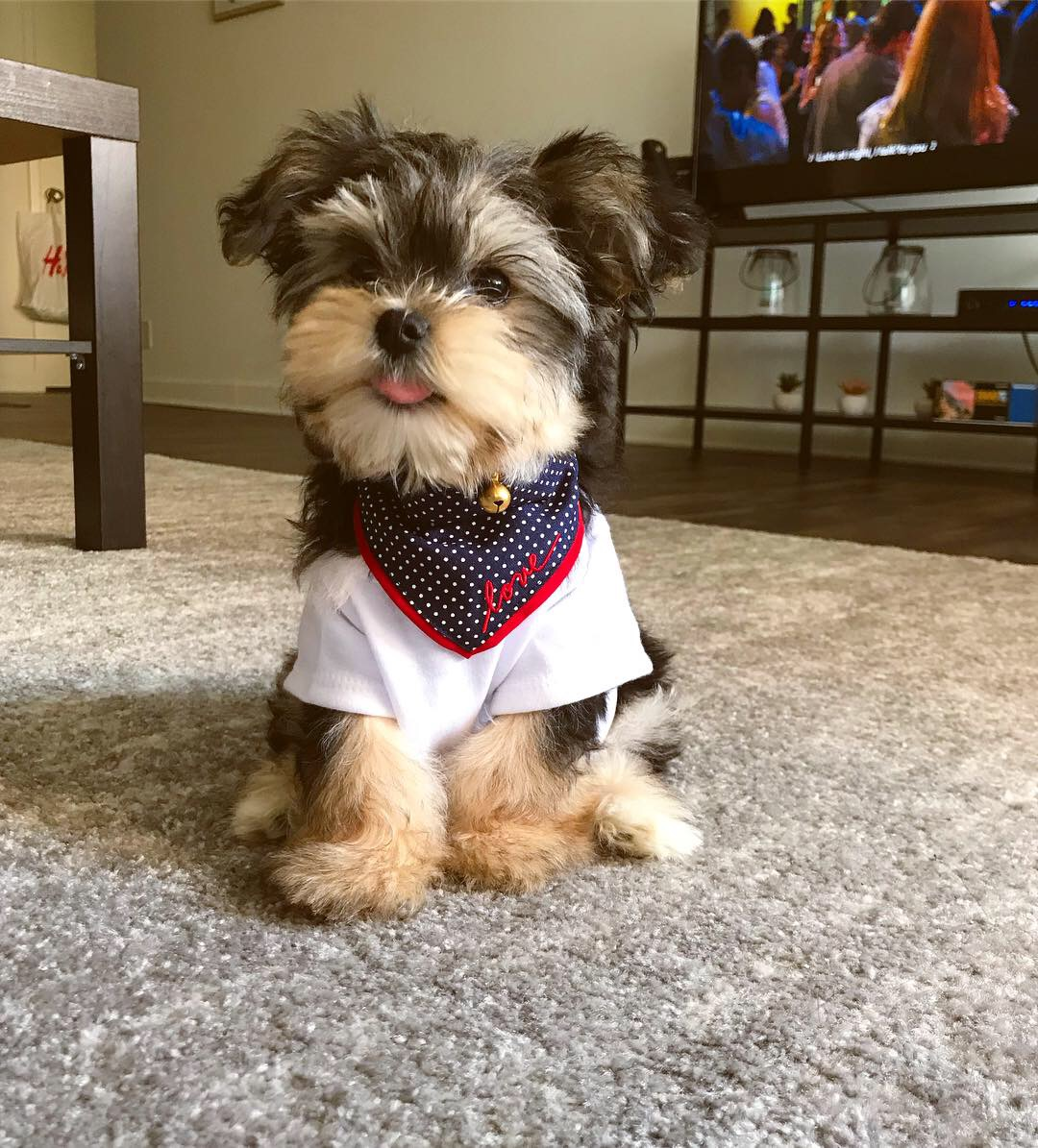 Little Yorkie Designer Puppy