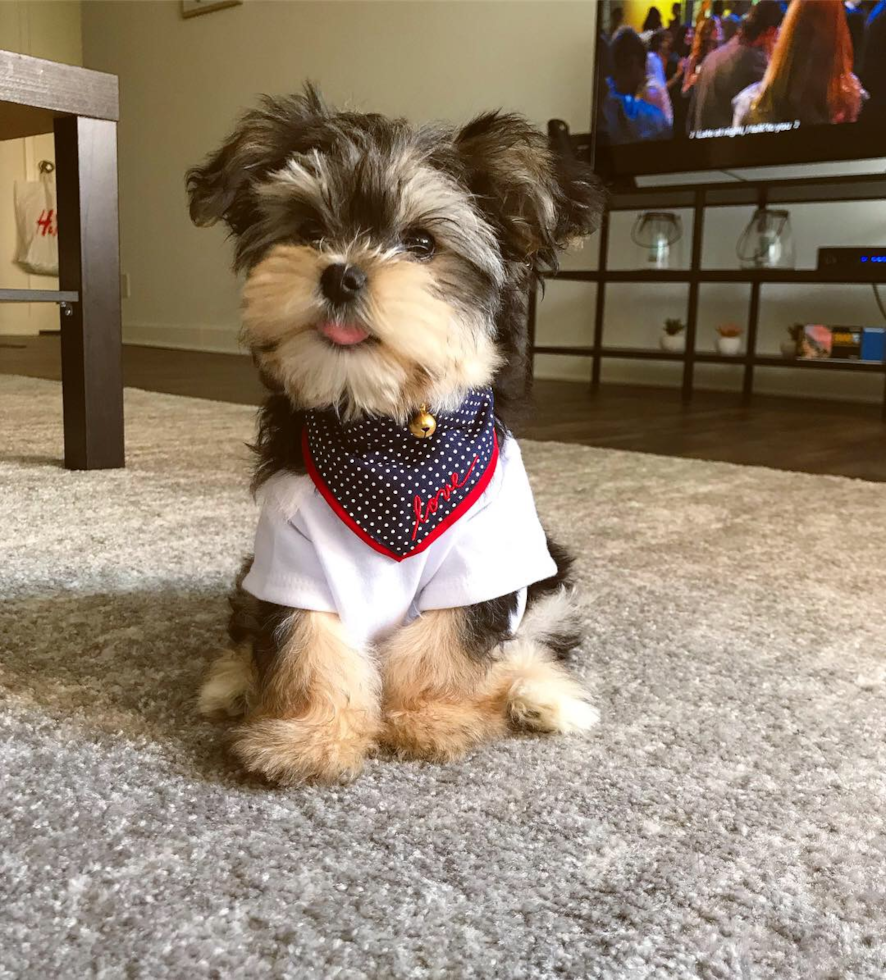Sweet Morkie Pup in Chicago IL