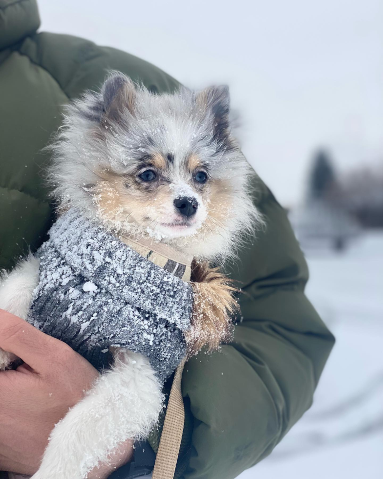 Small Pomeranian Purebred Pup