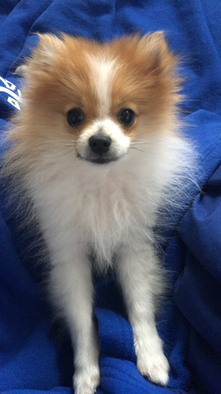 Pomeranian Pup Being Cute